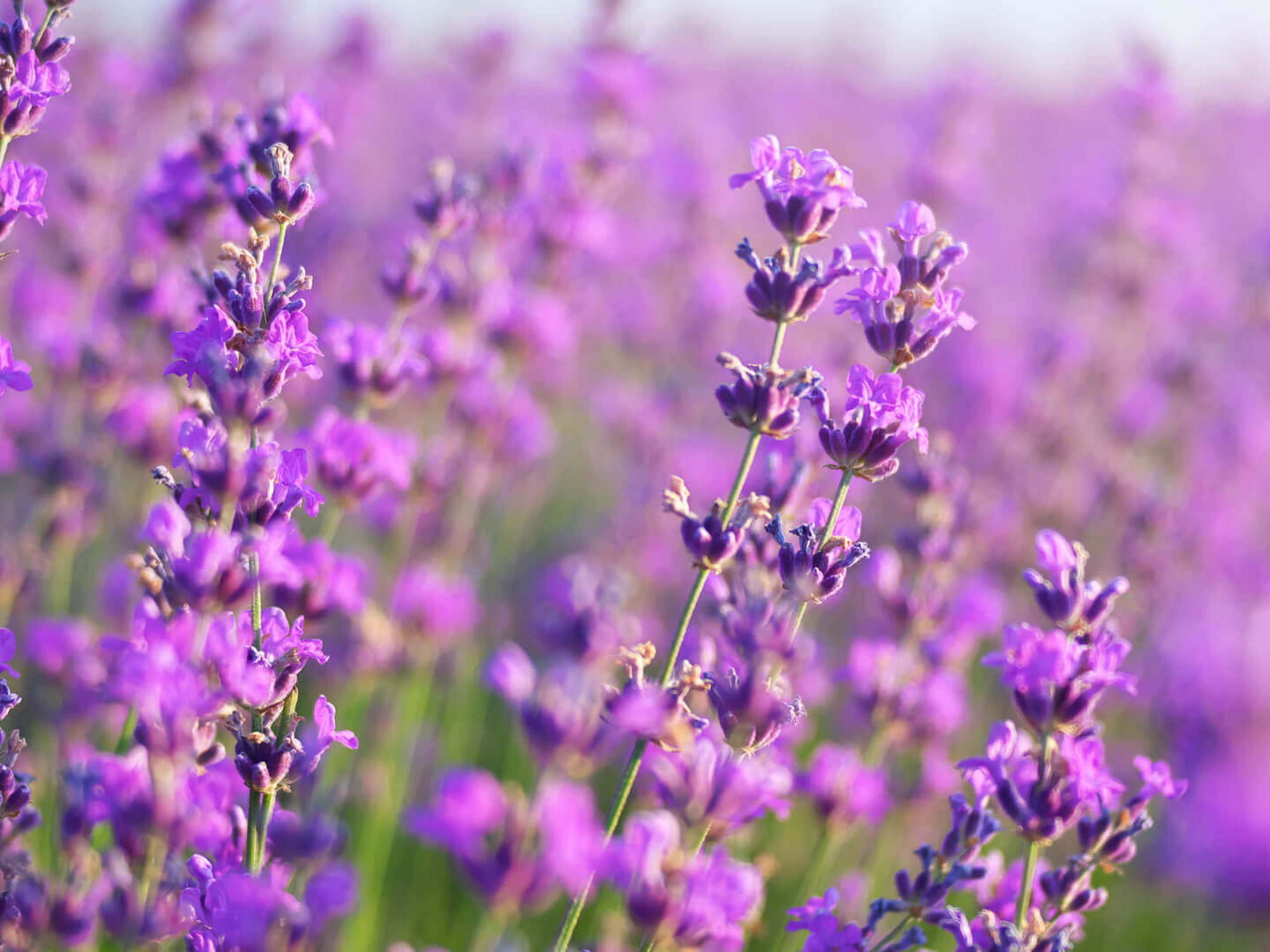 Lavendel
